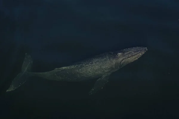 Gros Plan Poisson Dans Mer — Photo