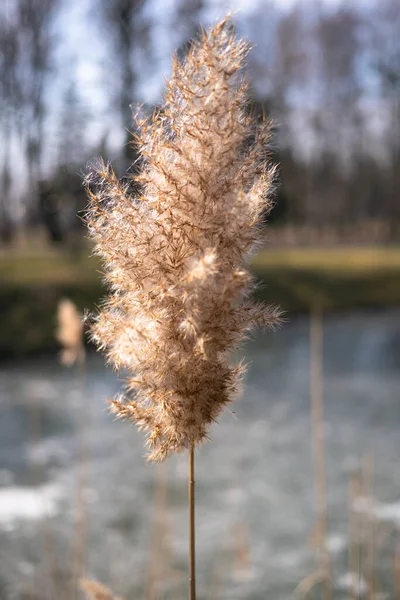 Bel Colpo Botanico Carta Parati Naturale — Foto Stock