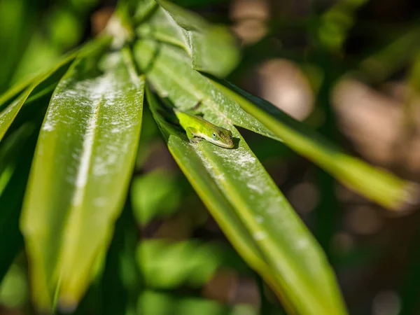 Green Leaves Flora Nature — Stock Photo, Image