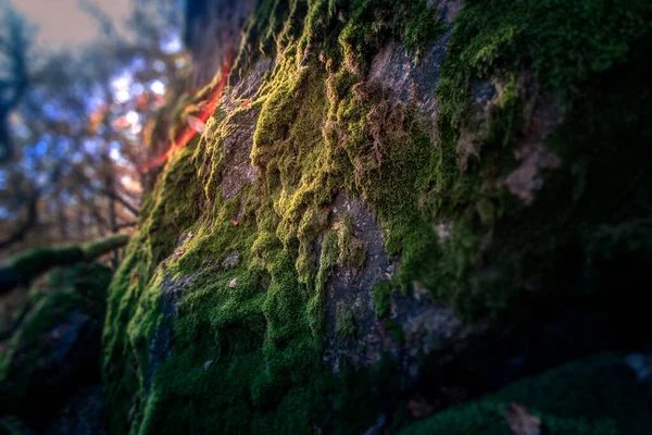 Mousse Sur Arbre Dans Forêt — Photo