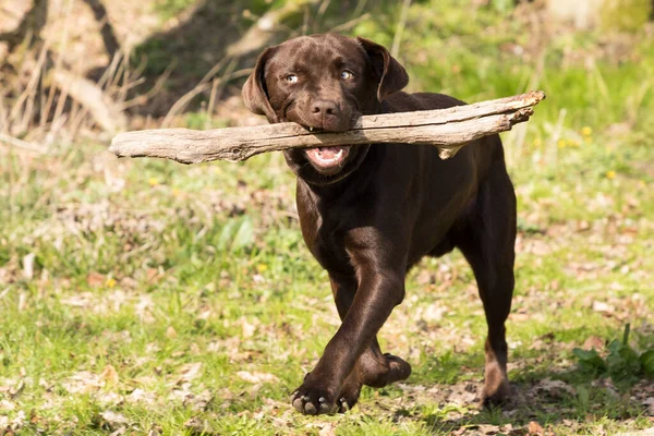 Chien Dans Parc — Photo