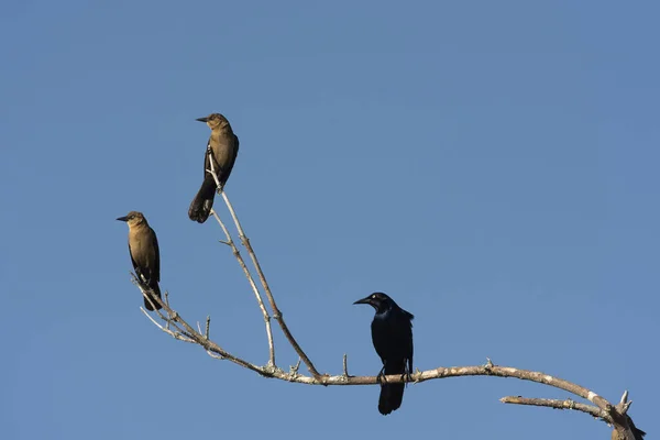 Vogel Auf Einem Ast Wald — Stockfoto