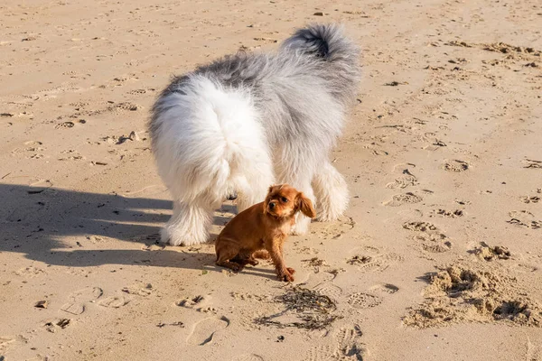 Σκύλος Παίζει Άμμο Στην Παραλία — Φωτογραφία Αρχείου