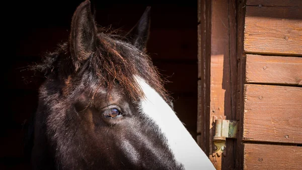 Closeup Shot Brown Horse Black Background — Stock Photo, Image