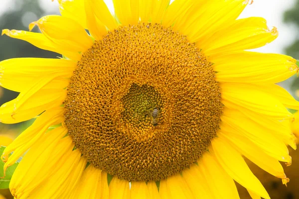 Tournesol Gros Plan Sur Fond Tournesols Jaunes — Photo