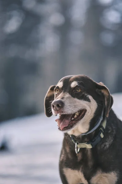 Portret Van Een Schattige Hond — Stockfoto