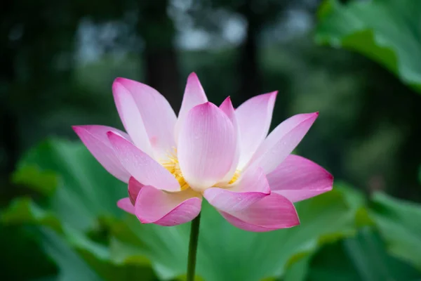 Bela Flor Lótus Jardim — Fotografia de Stock