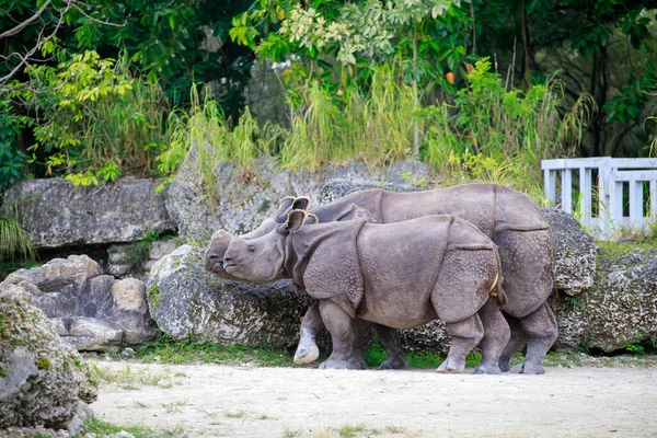 Крупним Планом Знімок Білого Носорога Траві — стокове фото