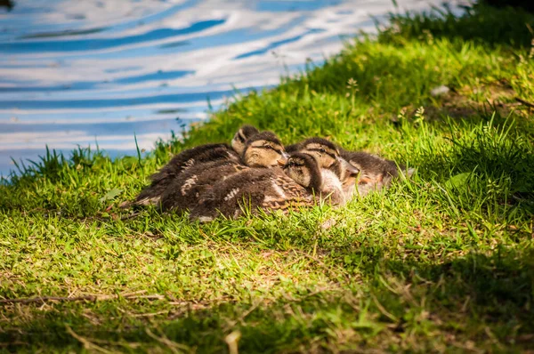 Duck Ducklings Green Grass — стоковое фото