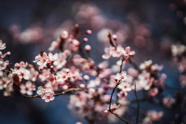 Schöne Frühlingsblumen Auf Verschwommenem Hintergrund — Stockfoto