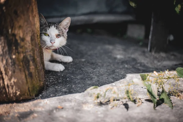 Gato Sentado Rua — Fotografia de Stock