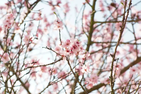 Schöne Rosa Blumen Garten — Stockfoto