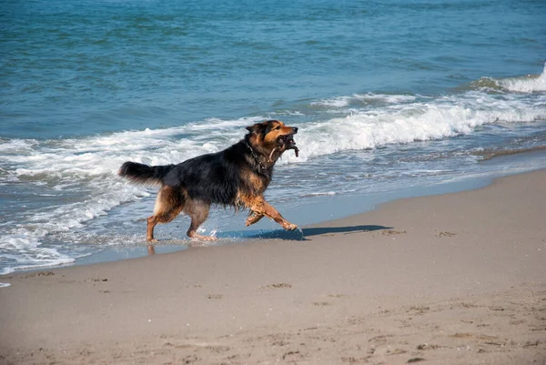 Dog Running Beach — Stock Photo, Image