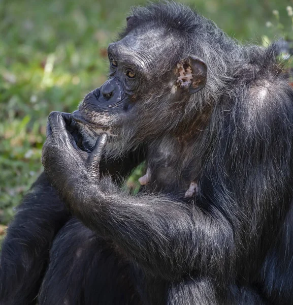 Nahaufnahme Eines Schwarzen Gorillas — Stockfoto