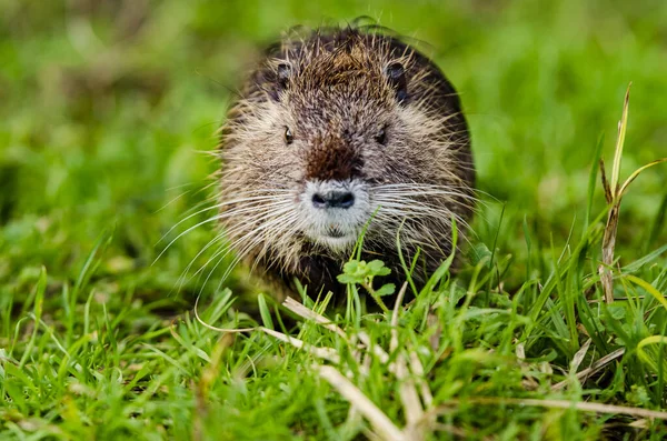 Schattig Otter Het Gras — Stockfoto