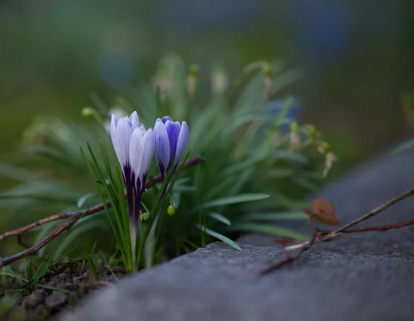 Schöne Lila Krokusblüten Wald — Stockfoto