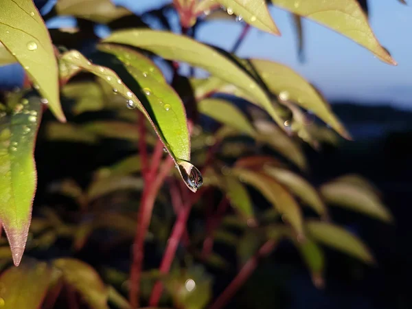 Dew Drops Leaves — Stock Photo, Image