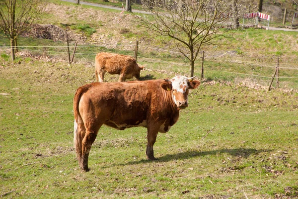 Eine Kuh Auf Der Weide — Stockfoto