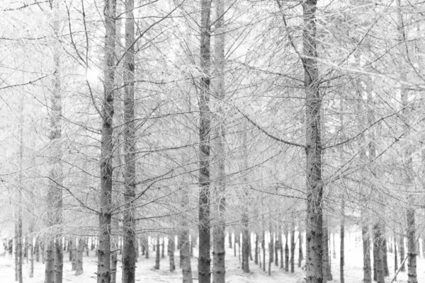 Vinterlandskap Med Snötäckta Träd — Stockfoto