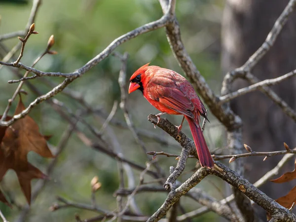 Pájaro Cola Roja Posado Una Rama — Foto de Stock