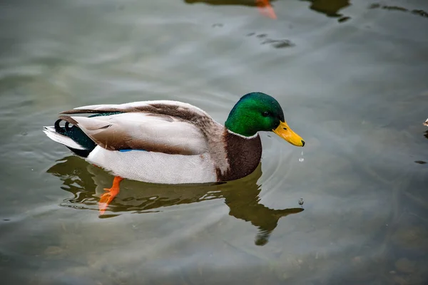 Canard Nageant Dans Eau — Photo