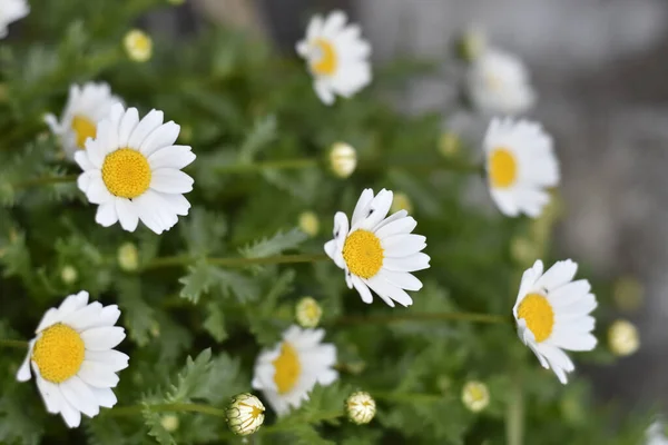 Marguerites Blanches Sur Herbe Verte — Photo