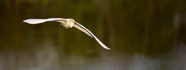 Hermoso Pájaro Lago —  Fotos de Stock