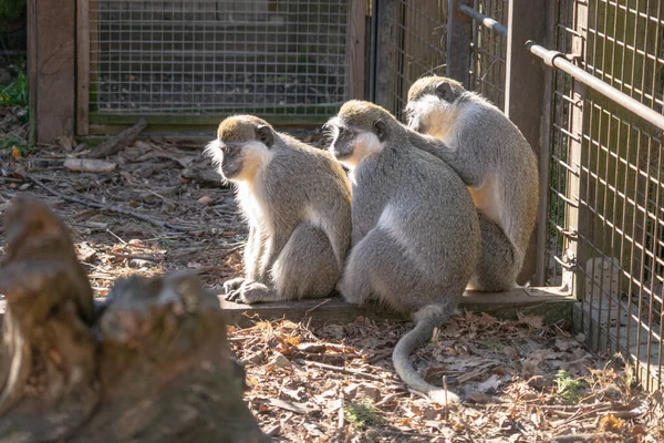 Macacos Bonitos Zoológico — Fotografia de Stock