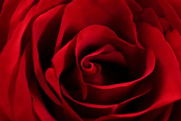 Пелюстки Червоної Троянди Крупним Планом — стокове фото