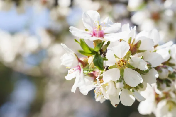 Piękne Białe Kwiaty Wiśni Wiosną — Zdjęcie stockowe