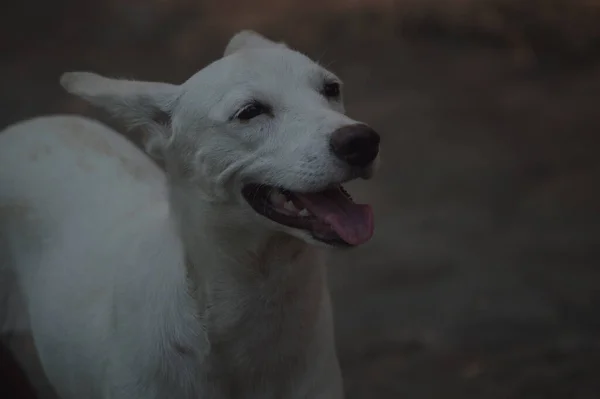 Parktaki Köpek — Stok fotoğraf