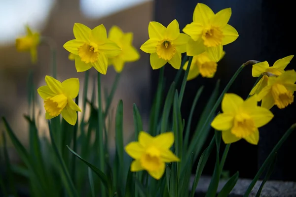 花园里的黄色水仙花 — 图库照片