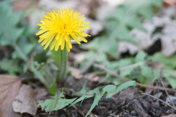 Fleur Jaune Dans Jardin — Photo