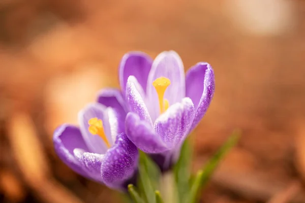 Красивые Фиолетовые Крокус Цветы Саду — стоковое фото