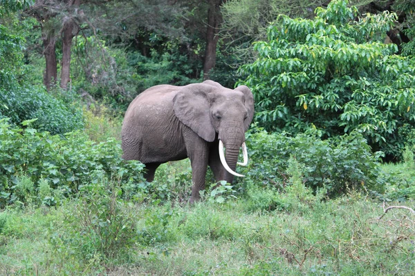 Elefante Naturaleza — Foto de Stock