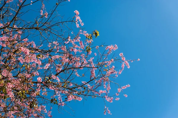 Belle Fleur Cerisier Printemps — Photo