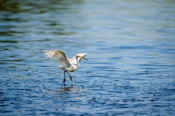 Mouette Dans Eau — Photo