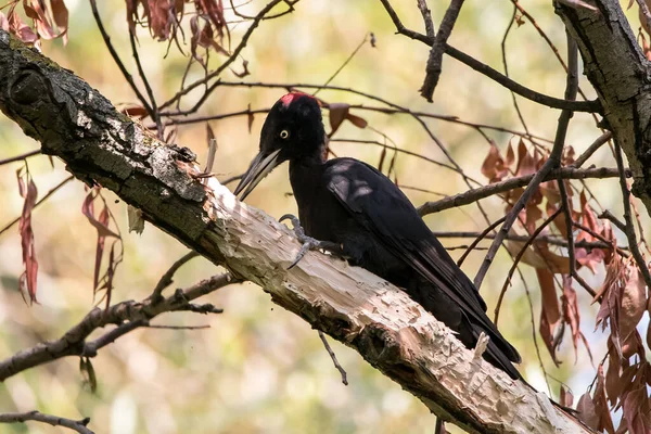 Zwart Wit Foto Van Een Vogel — Stockfoto