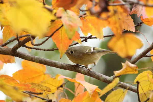 Ein Vogel Sitzt Herbst Auf Einem Ast Eines Baumes — Stockfoto