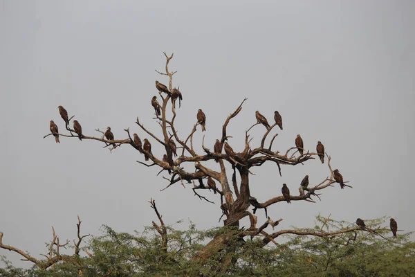 空を飛ぶ鳥の群れ — ストック写真