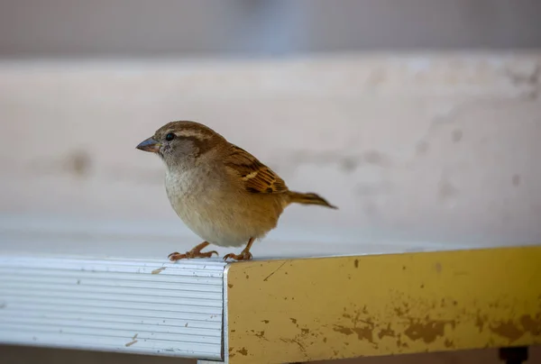 Oiseau Est Assis Sur Une Clôture Bois — Photo