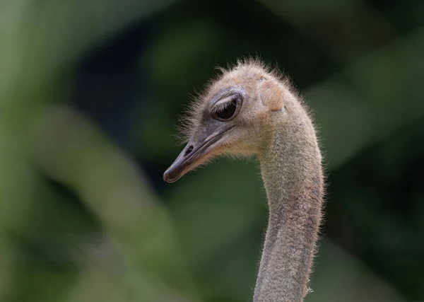 Gros Plan Une Tête Autruche — Photo