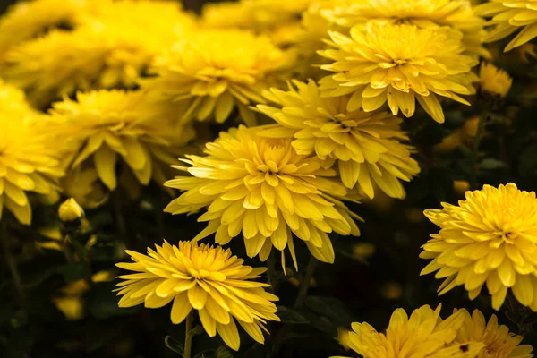 Bellissimi Fiori Crisantemo Giallo Giardino — Foto Stock