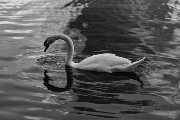 Bonito Cisne Branco Nadando Lago — Fotografia de Stock