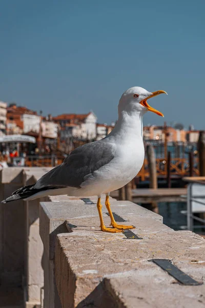 Gabbiano Sul Tetto Del Mare — Foto Stock