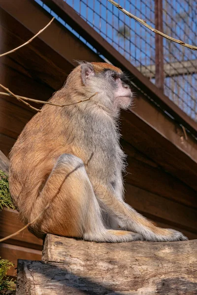 Nahaufnahme Eines Niedlichen Affen Der Auf Einem Holzzaun Sitzt — Stockfoto