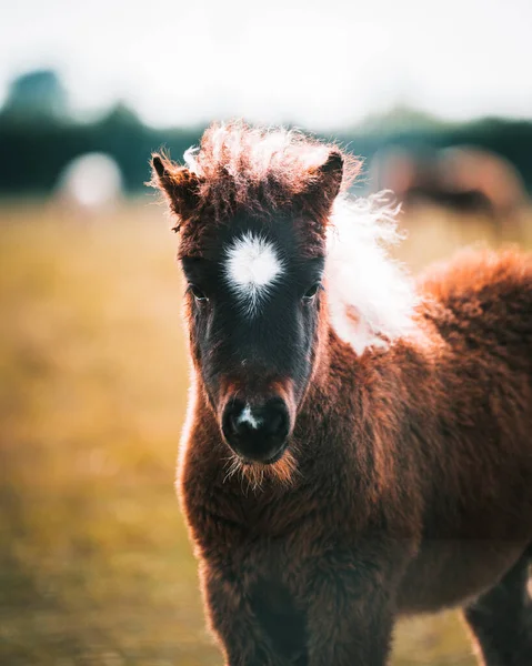 Primer Plano Caballo Campo — Foto de Stock