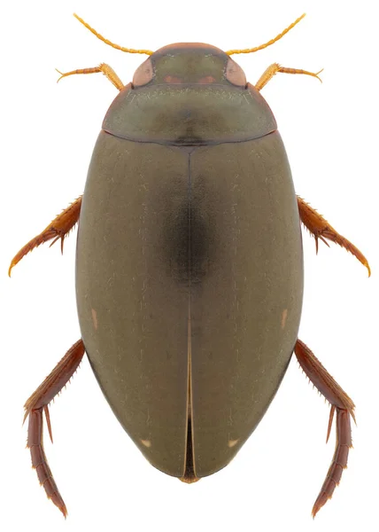 Close Bug — Stock Photo, Image
