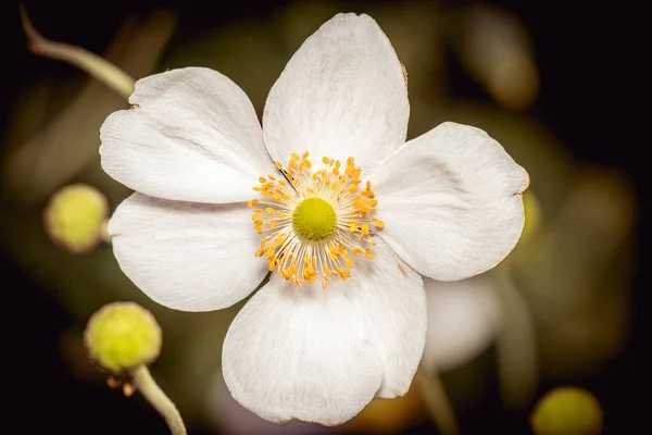 White Flowers Flower Royalty Free Stock Images