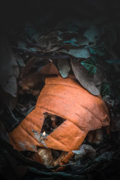 Closeup Shot Man Hand Holding Mushroom Dark Forest — стоковое фото